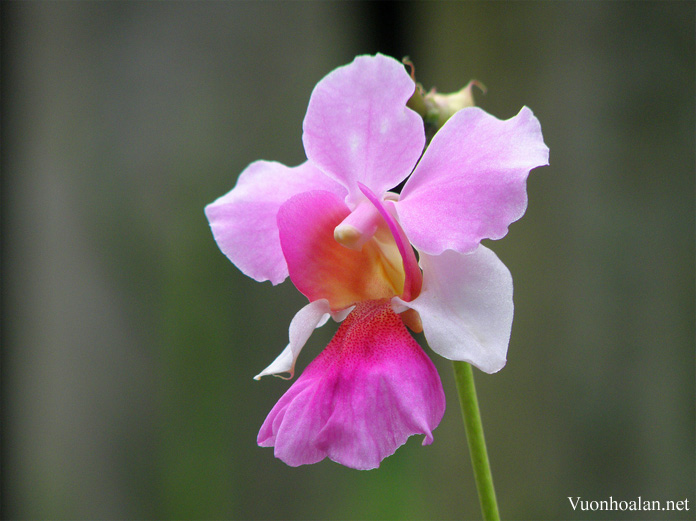 Vanda Miss joaquimvanda