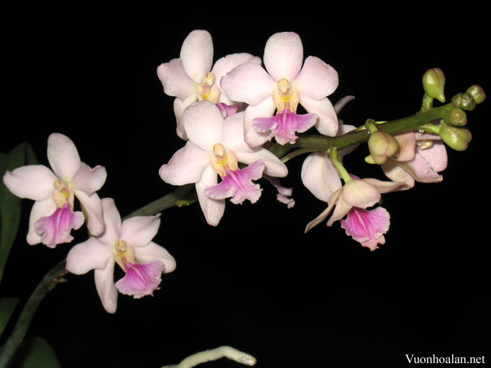 Vanda amesiana 