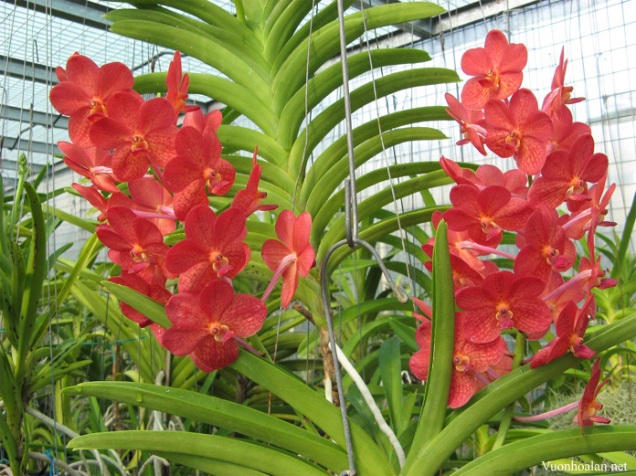 Vanda ascocenda - bón nhiều phân sẽ chết