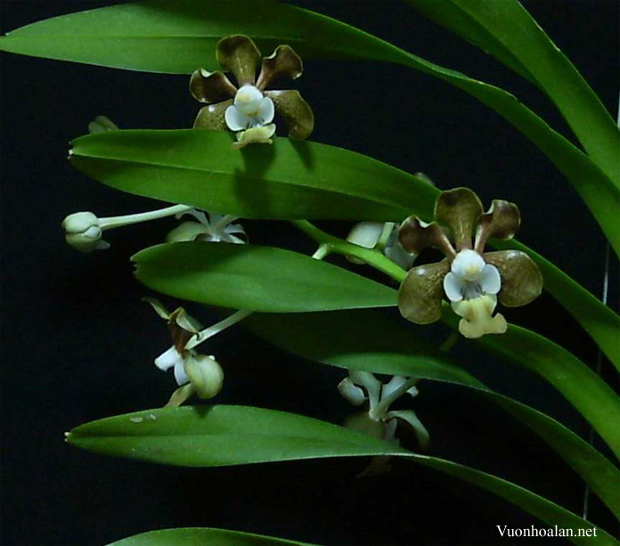 Vanda brunnea