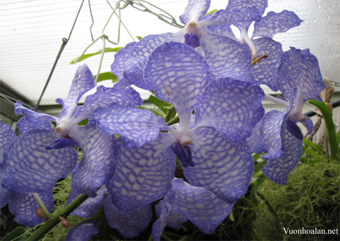 Vanda coerulea