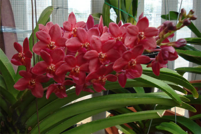 Vanda denisonaliana