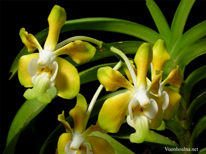 Vanda denisoniana