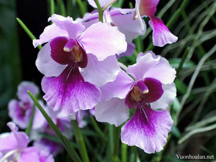 Vanda hookeriana