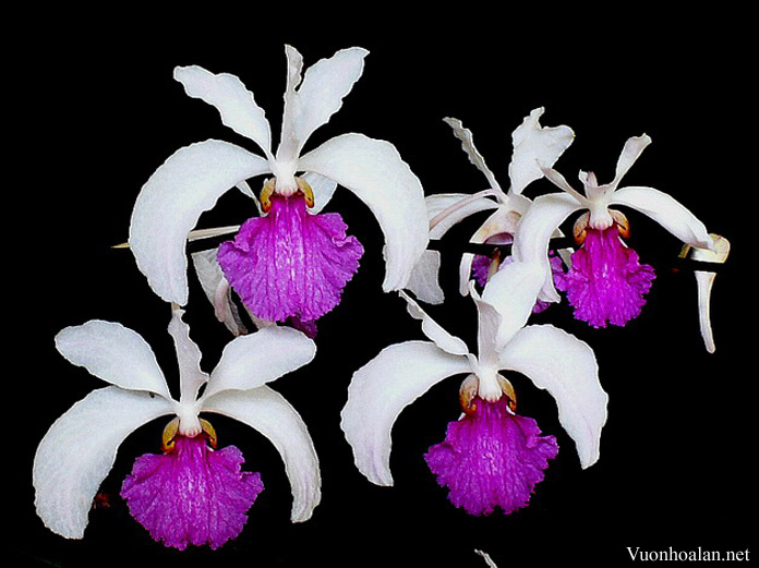 Vanda Kimballiana