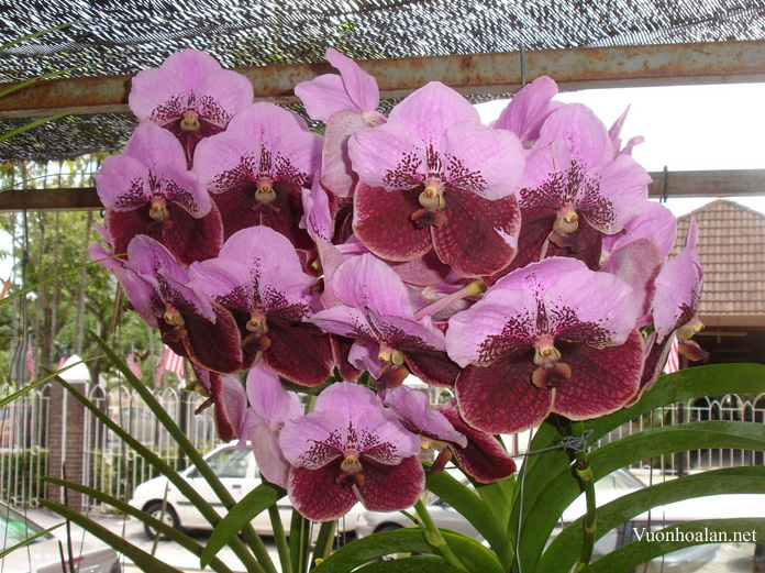 Vanda sanderiana