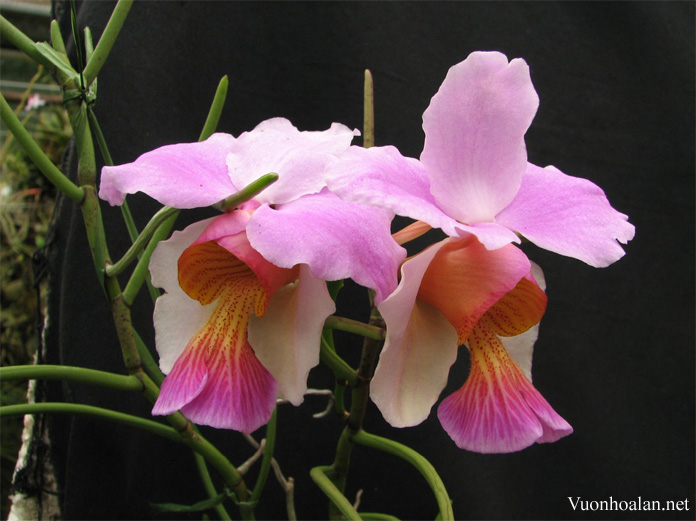 Vanda teres