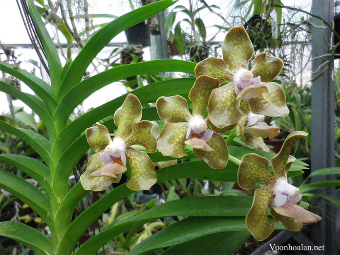 Vanda tesselata