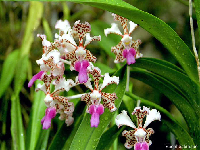 Vanda tricolor