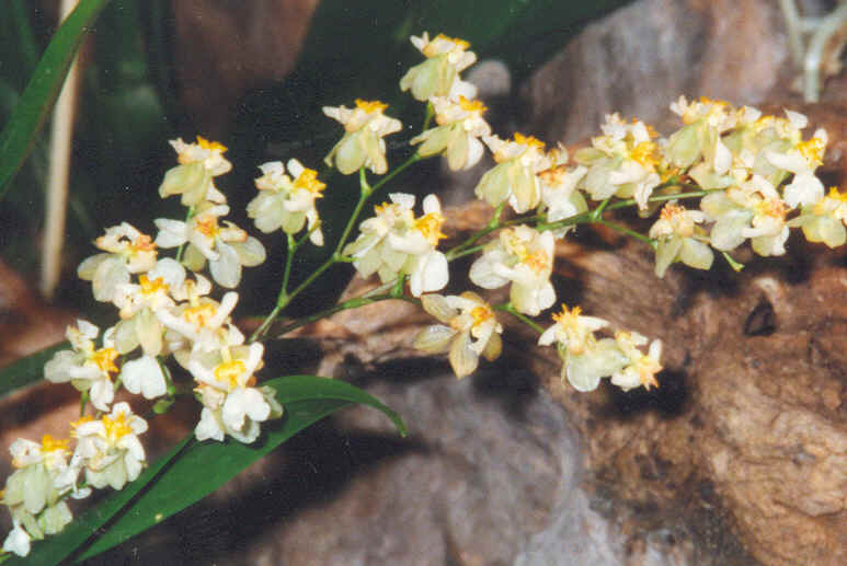 Lan vũ nữ - Oncidium Twinkles