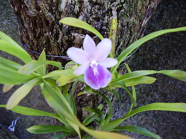 Lan vũ nữ - Miltonia regnellii