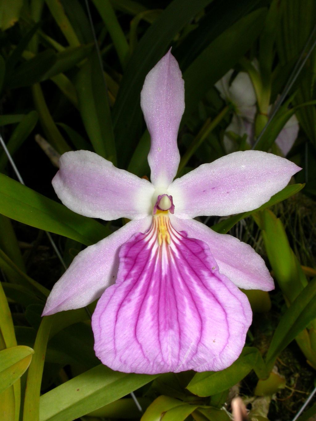 Lan Vũ nữ - Oncidium Miltonia spectabilis