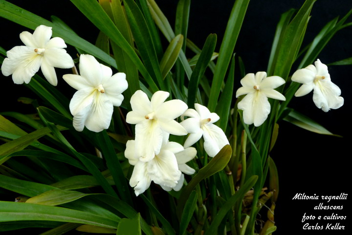 Lan vũ nữ - Miltonia regnellii