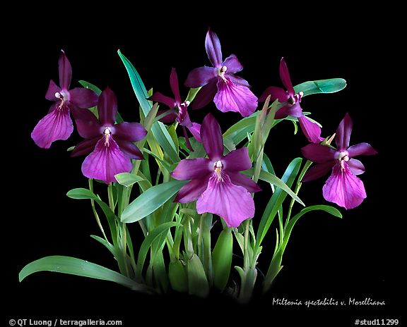 Lan Vũ nữ - Oncidium Miltonia spectabilis