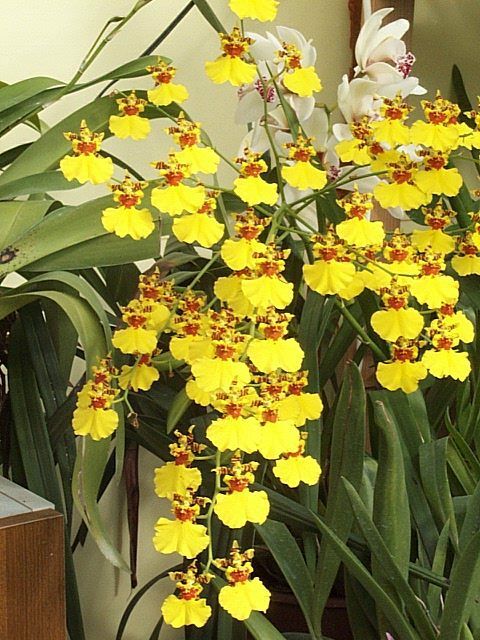 Oncidium gower Ramsey