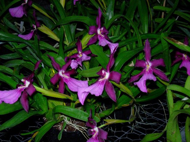 Lan Vũ nữ - Oncidium Miltonia spectabilis