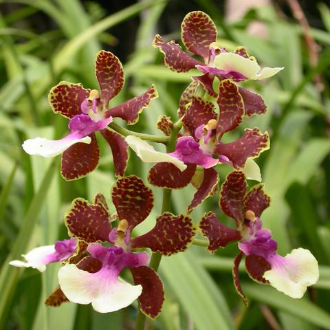 Lan vũ nữ - Oncidium Nathakhum