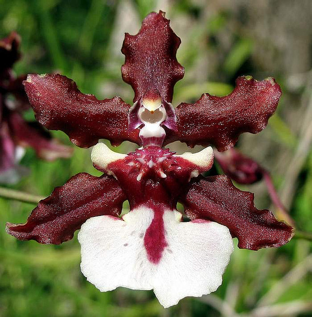 Lan vũ nữ - Oncidium Sharry Baby