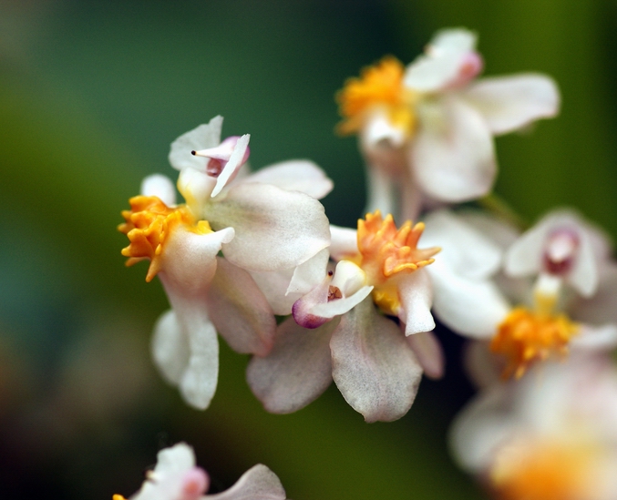 Lan vũ nữ - Oncidium Tsiku Marguerite