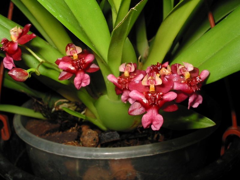 Lan vũ nữ - Oncidium Twinkles