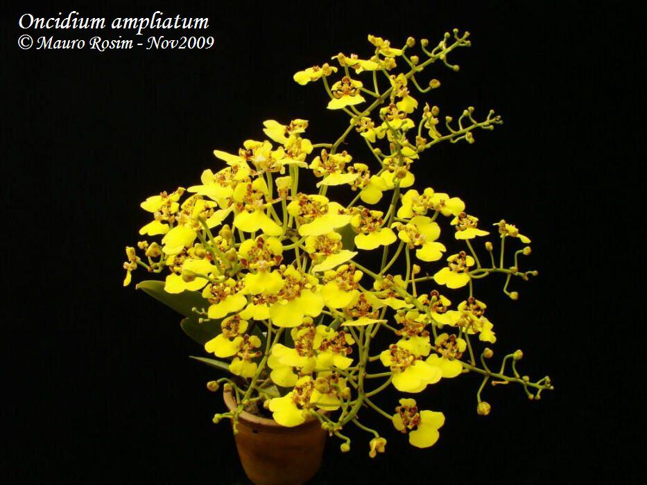 Lan vũ nữ - Oncidium amplicatum