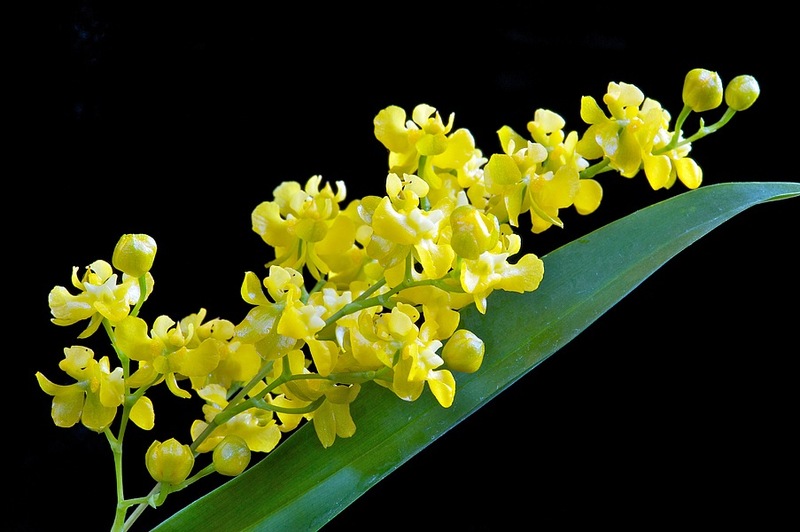 Hoa lan vũ nữ - Oncidium cheirophorum