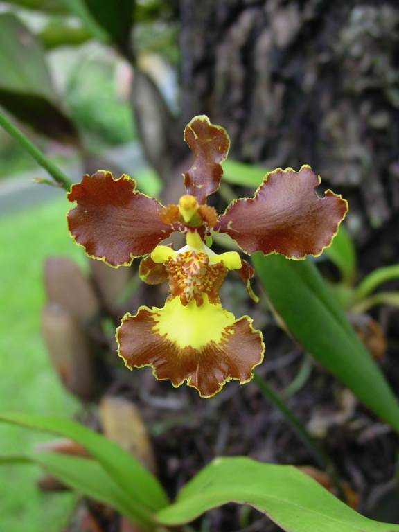 Lan vũ nữ - Oncidium crispum