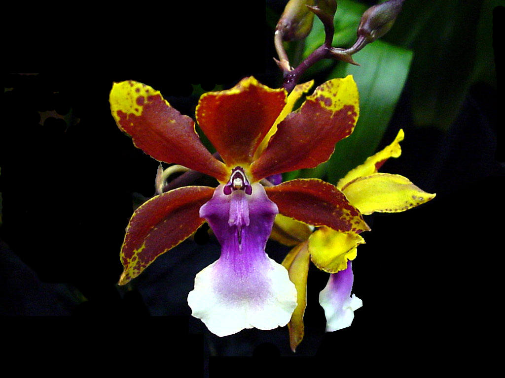 Vũ nữ - Oncidium lanceanum