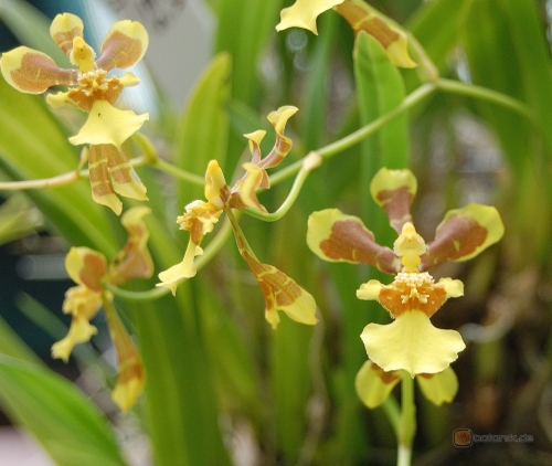 Lan vũ nữ - Oncidium longipes