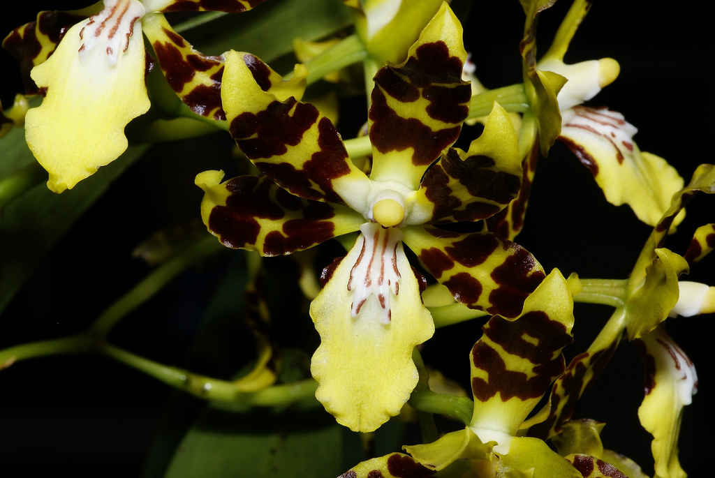 Lan vũ nữ - Oncidium maculatum