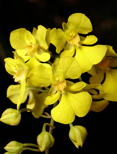 Lan vũ nữ - Oncidium onustum