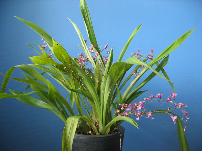 Lan vũ nữ - Oncidium ornithorhynchum