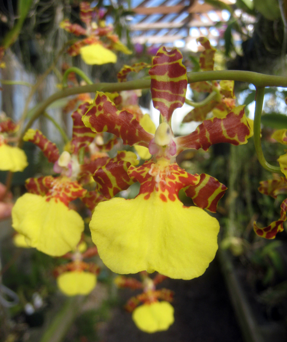 Lan vũ nữ - Oncidium splendidum