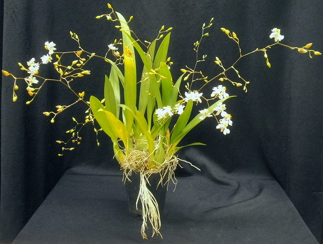 Lan vũ nữ - Oncidium Tsiku Marguerite