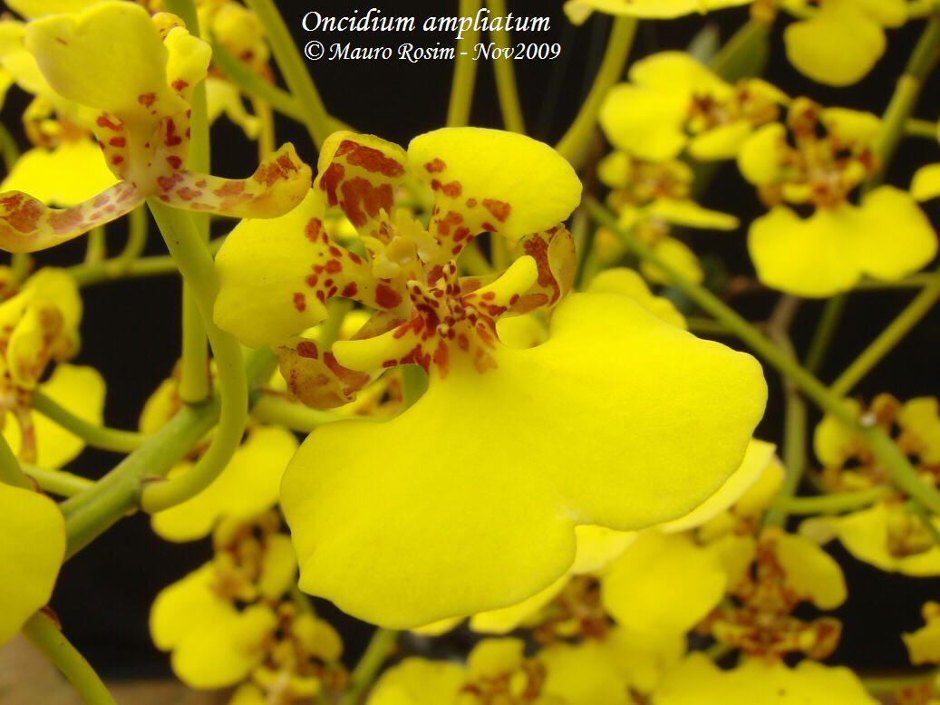 Lan vũ nữ - Oncidium amplicatum