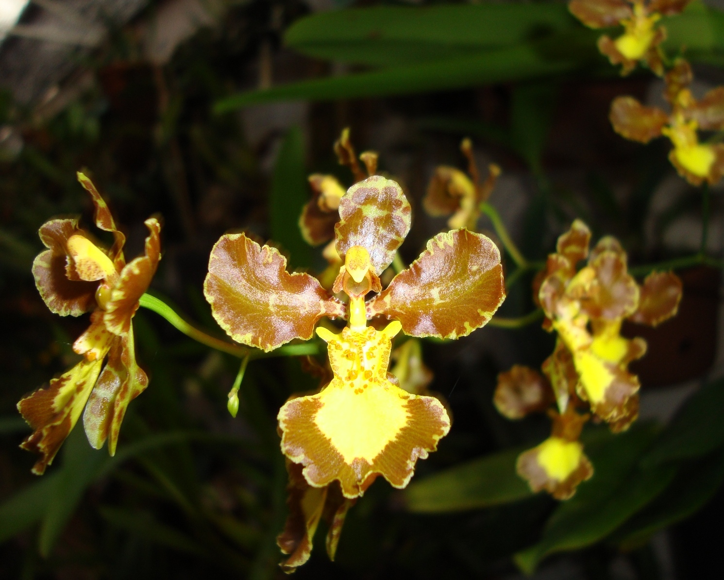 Lan vũ nữ - Oncidium crispum