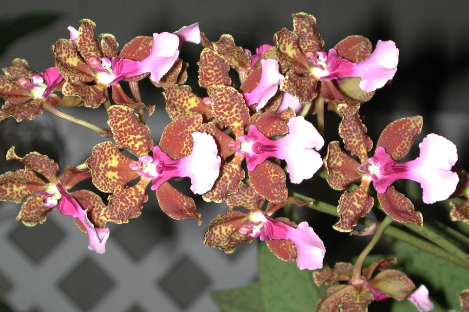 Vũ nữ - Oncidium lanceanum