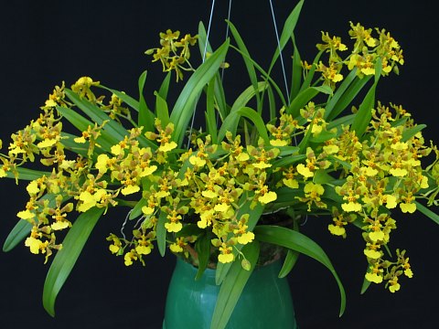 Lan vũ nữ - Oncidium longipes