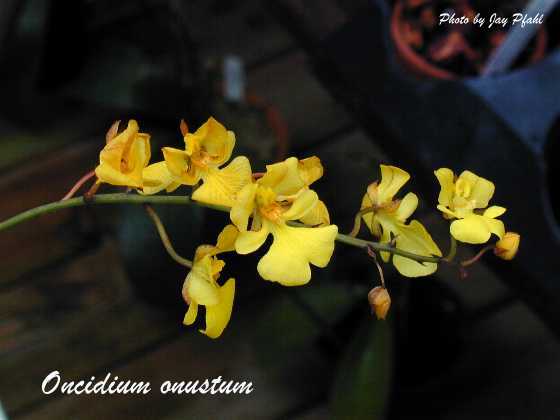 Lan vũ nữ - Oncidium onustum