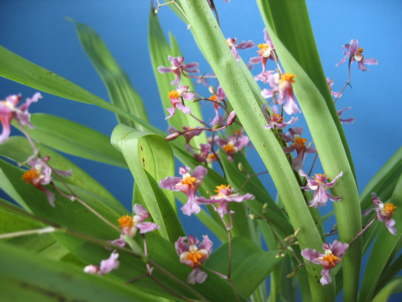 Lan vũ nữ - Oncidium ornithorhynchum