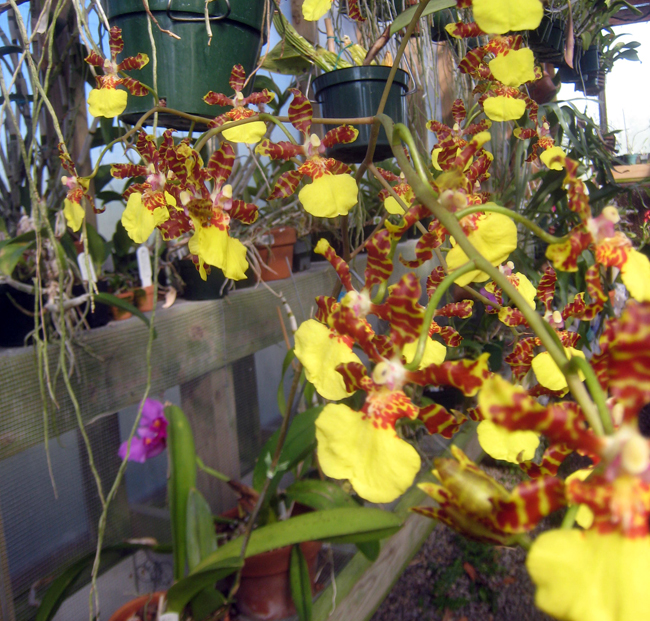 Lan vũ nữ - Oncidium splendidum