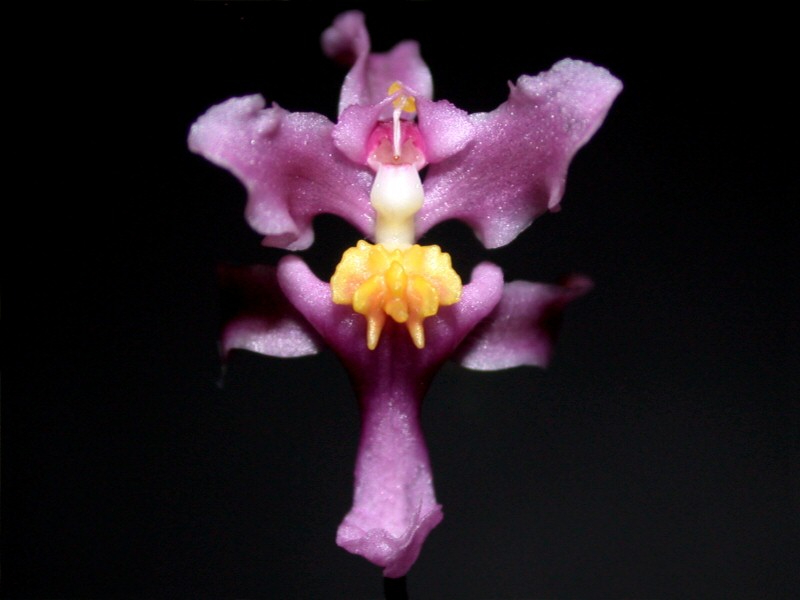 Lan vũ nữ - Oncidium ornithorhynchum