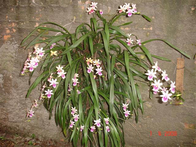 Lan vũ nữ - Miltonia regnellii