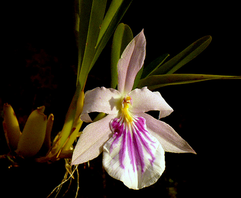 Lan Vũ nữ - Oncidium Miltonia spectabilis