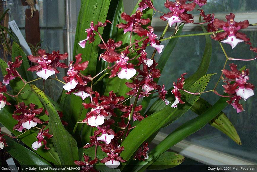 Lan vũ nữ - Oncidium Sharry Baby