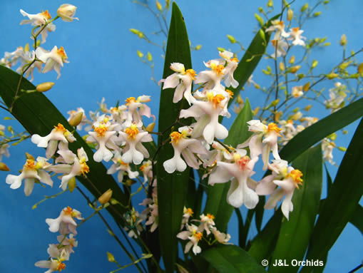 Lan vũ nữ - Oncidium Tsiku Marguerite