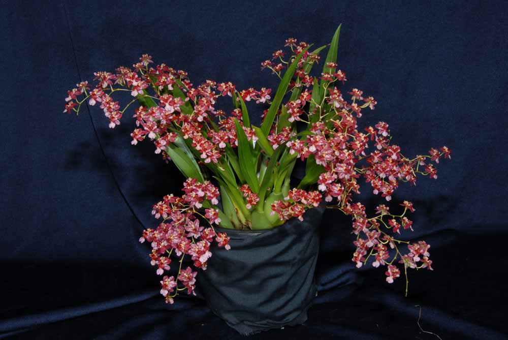 Lan vũ nữ - Oncidium Twinkles