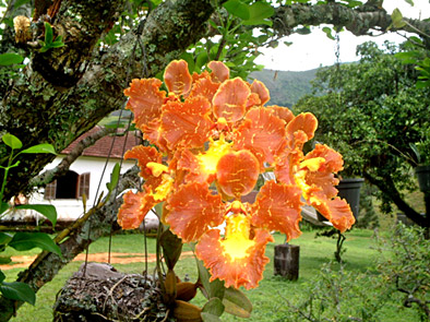 Lan vũ nữ - Oncidium crispum