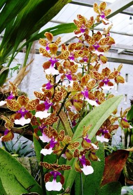 Vũ nữ - Oncidium lanceanum