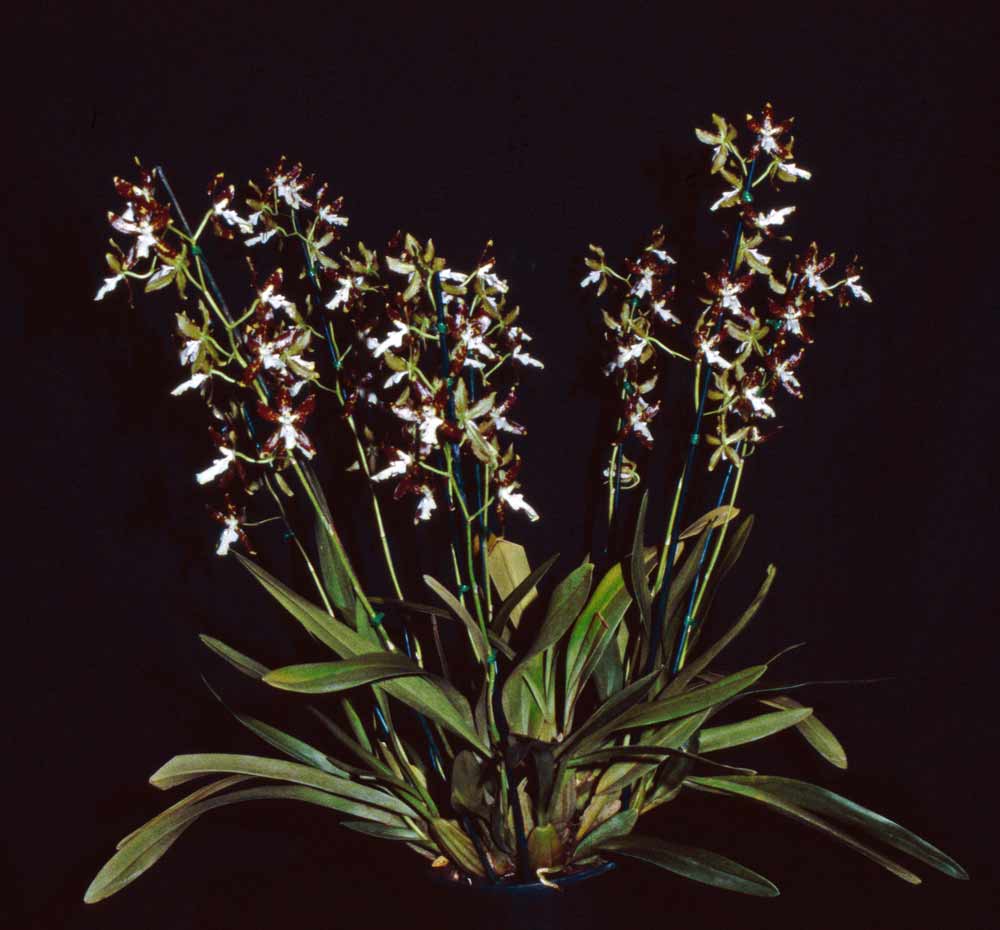 Lan vũ nữ - Oncidium maculatum